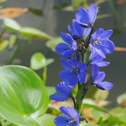 Photo of A Sea of Blue Flowers Emerges from the Scars of the Tsunami