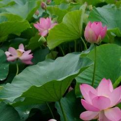 Photo of A Lotus That Bloomed After 2,000 Years